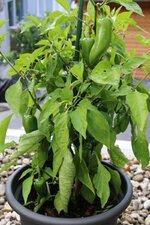 3-jalapenopflanze-jpg.jpg 3-jalapenopflanze-jpg.jpg