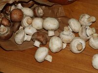 03_Champignons.jpg 03_Champignons.jpg