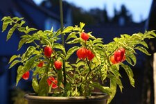 6-habanero-blaue-std-jpg.jpg