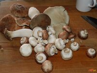 05_Pilze.jpg